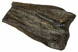 Large, Fossil Triceratops Shed Tooth - Montana #350665-1